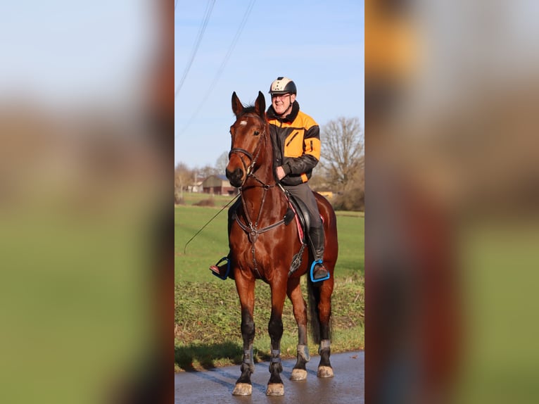 Holstein Gelding 8 years 17 hh Brown in Gärtringen