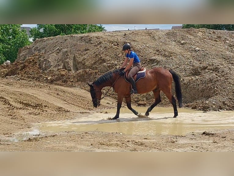 Holstein Gelding 8 years 17 hh Brown in Gärtringen