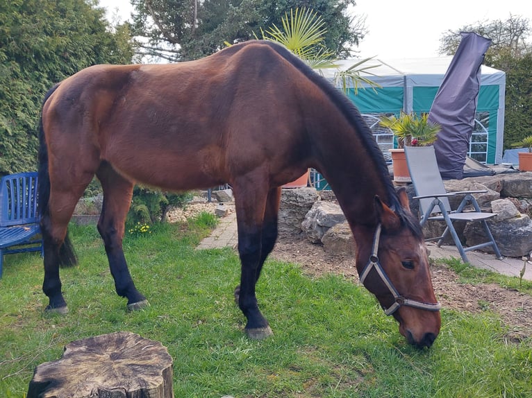 Holstein Gelding 8 years 17 hh Brown in Gärtringen