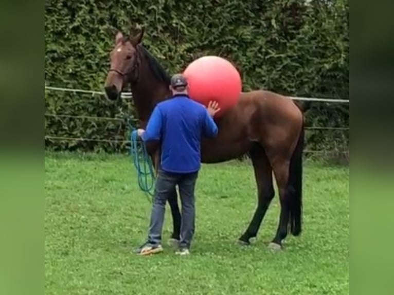 Holstein Gelding 8 years 17 hh Brown in Gärtringen