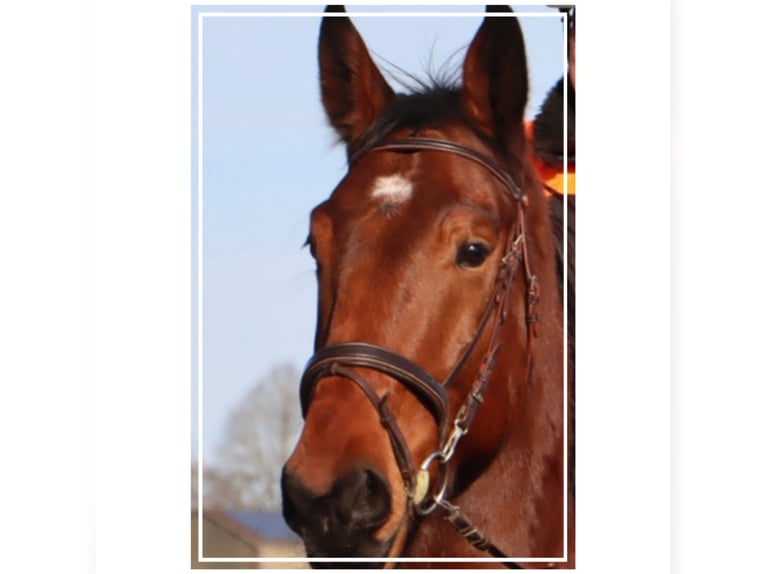 Holstein Gelding 8 years 17 hh Brown in Gärtringen