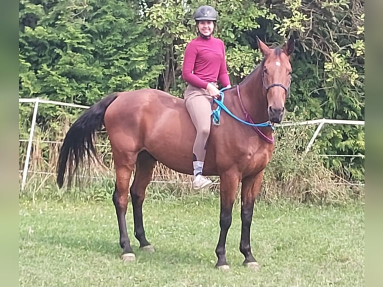 Holstein Gelding 8 years 17 hh Brown in G&#xE4;rtringen