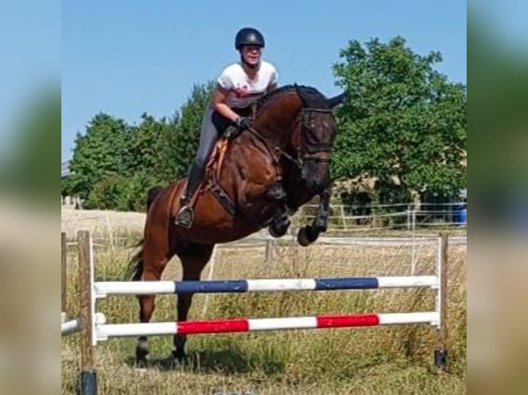 Holstein Gelding 8 years 17 hh Brown in Gärtringen