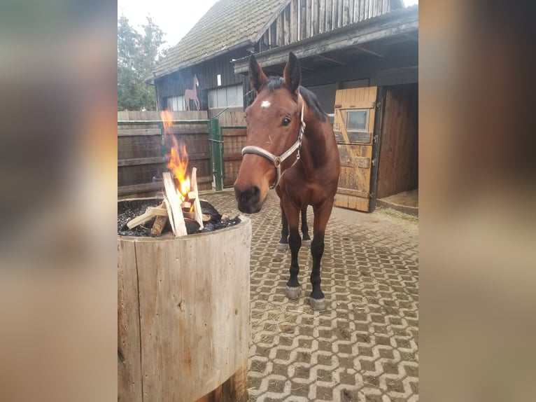 Holstein Gelding 8 years 17 hh Brown in Gärtringen