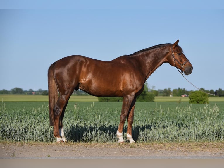 Holstein Gelding 8 years 17 hh Chestnut in Insel Poel