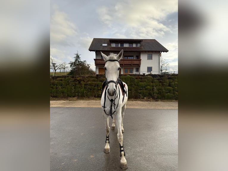 Holstein Gelding 8 years 17 hh Gray in Weil der Stadt