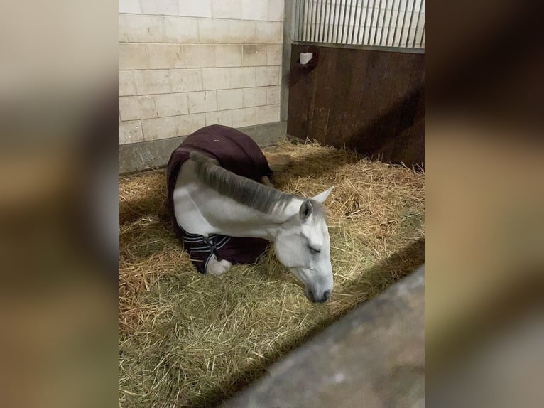 Holstein Gelding 8 years 17 hh Gray in Weil der Stadt