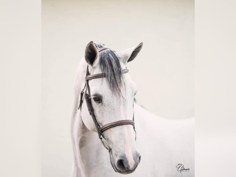 Holstein Gelding 8 years 17 hh Grey in Essenbach