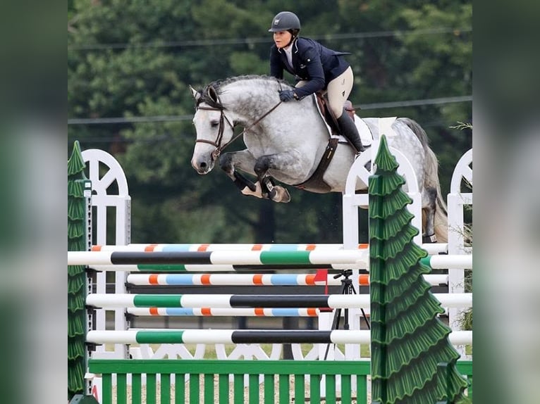 Holstein Gelding 8 years 17 hh Grey in Essenbach