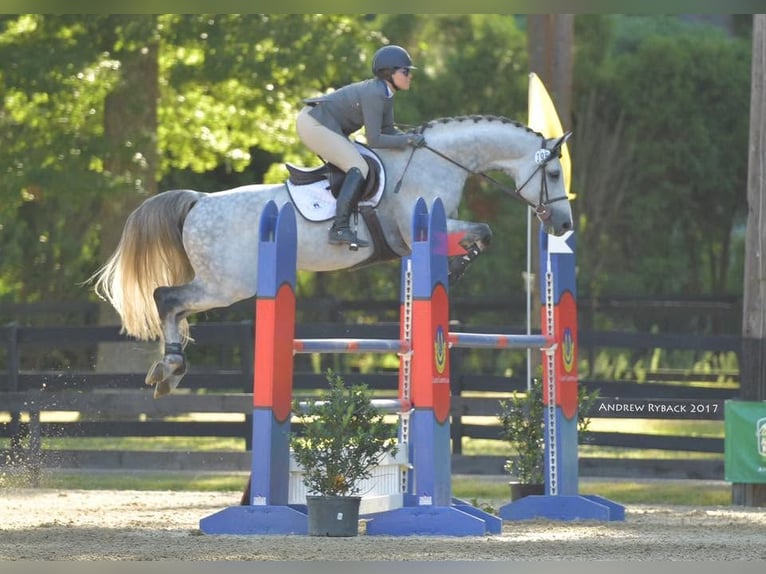 Holstein Gelding 8 years 17 hh Grey in Essenbach