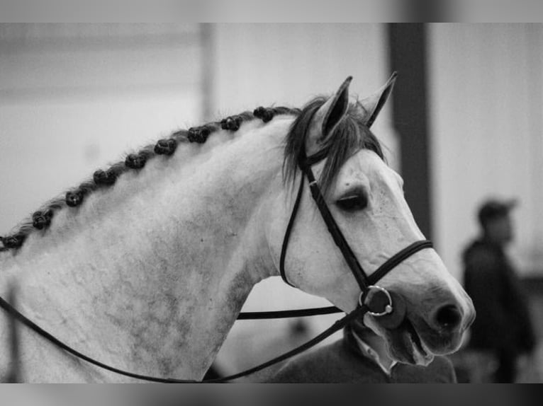 Holstein Gelding 8 years 17 hh Grey in Essenbach