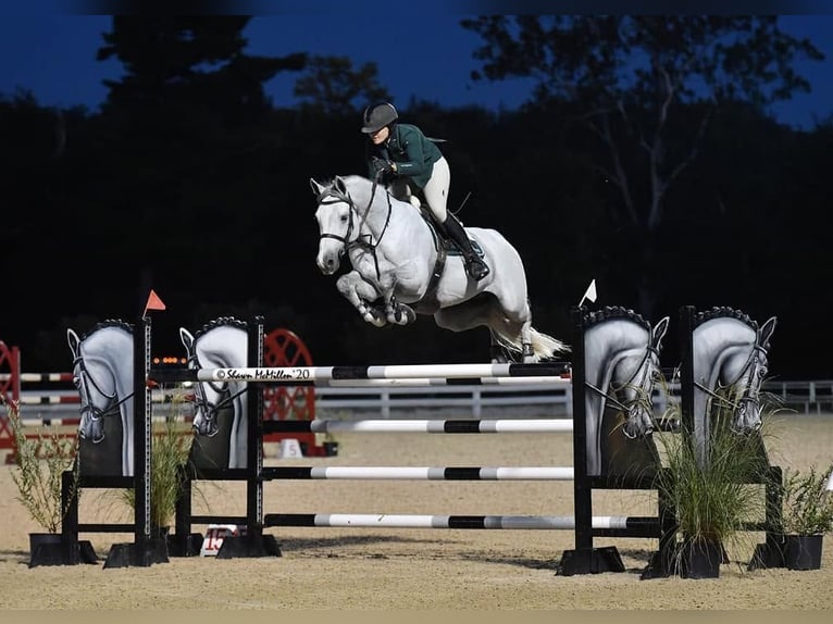 Holstein Gelding 8 years 17 hh Grey in Essenbach