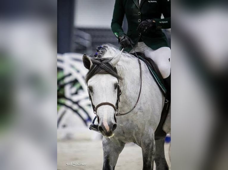 Holstein Gelding 8 years 17 hh Grey in Lübeck