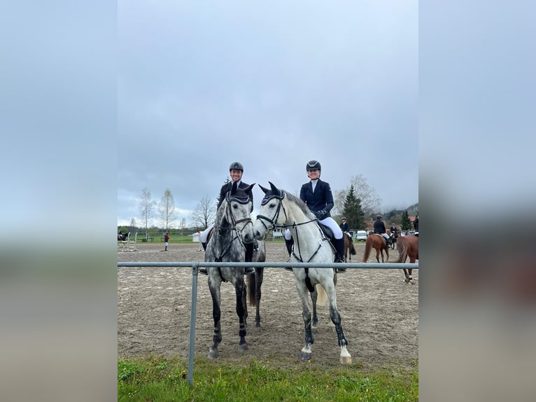 Holstein Gelding 8 years 17 hh Grey in Warendorf