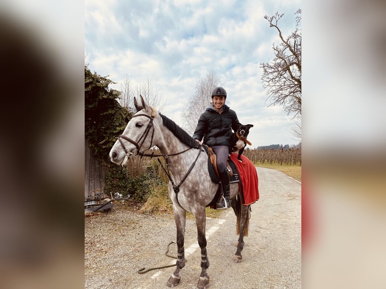 Holstein Gelding 8 years 17 hh Grey in Warendorf