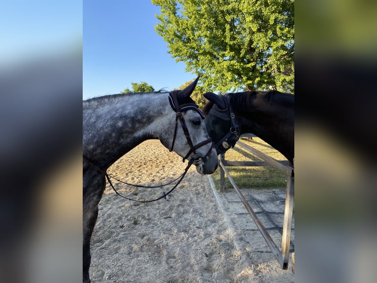 Holstein Gelding 8 years 17 hh Grey in Warendorf