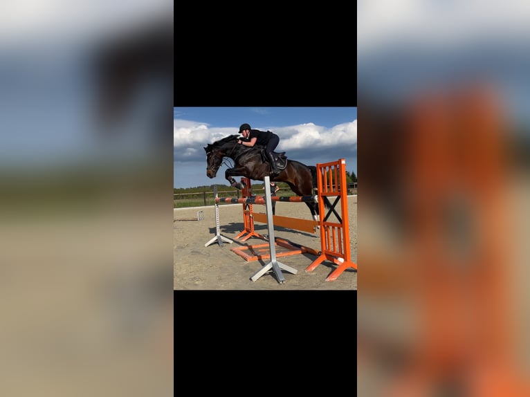 Holstein Gelding 8 years 17 hh Smoky-Black in BehrendorfBehrendorf