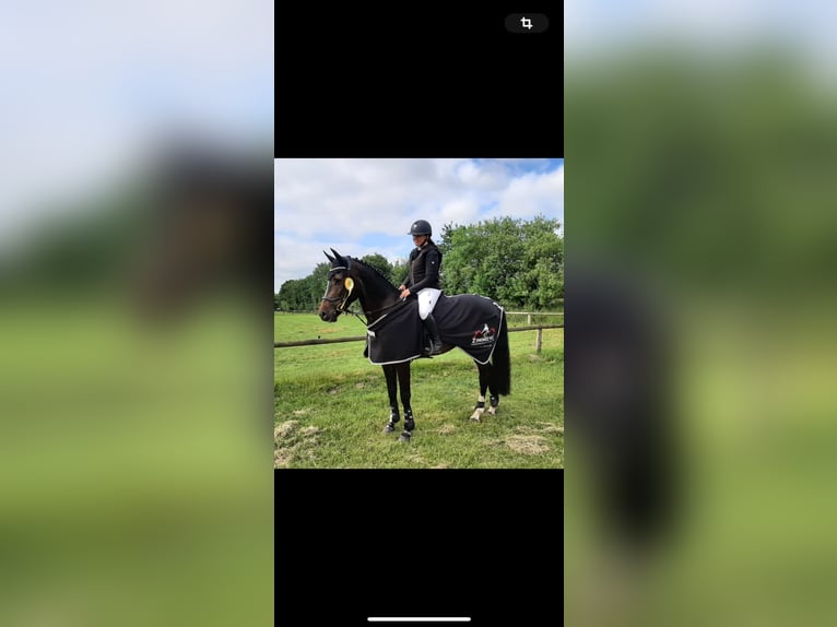 Holstein Gelding 8 years 17 hh Smoky-Black in BehrendorfBehrendorf