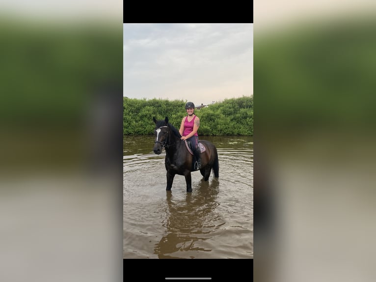 Holstein Gelding 8 years 17 hh Smoky-Black in BehrendorfBehrendorf