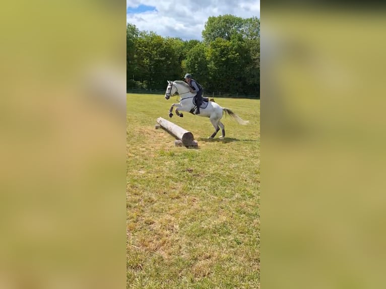 Holstein Gelding 8 years 17,1 hh Gray in BüttelbornBüttelborn