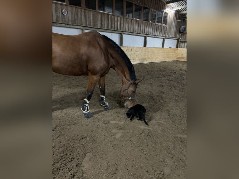 Holstein Gelding 8 years 17,2 hh Brown in Aichwald