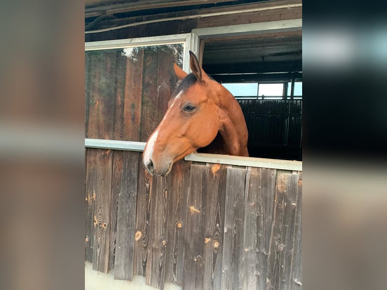 Holstein Gelding 8 years 17,2 hh Brown in Aichwald