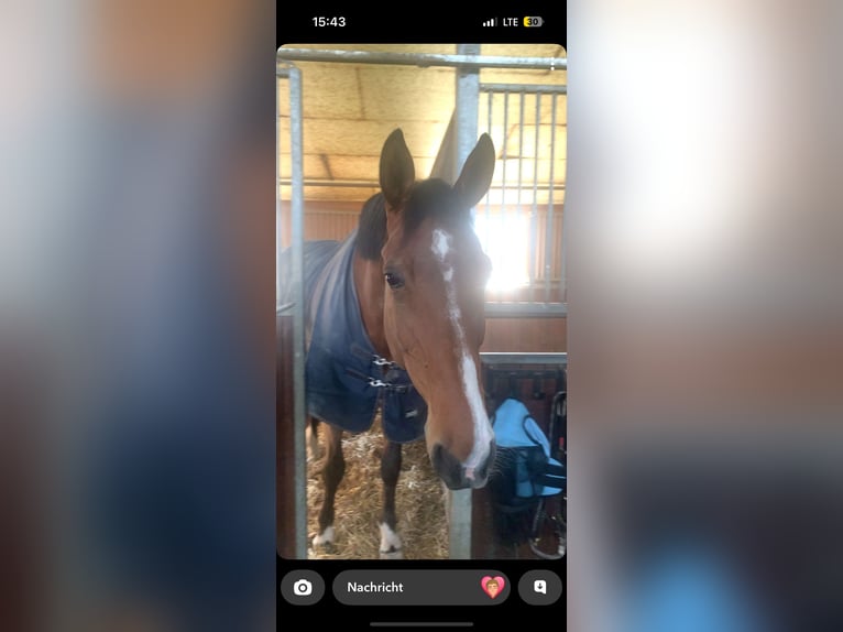 Holstein Gelding 8 years 17,2 hh Brown in Aichwald