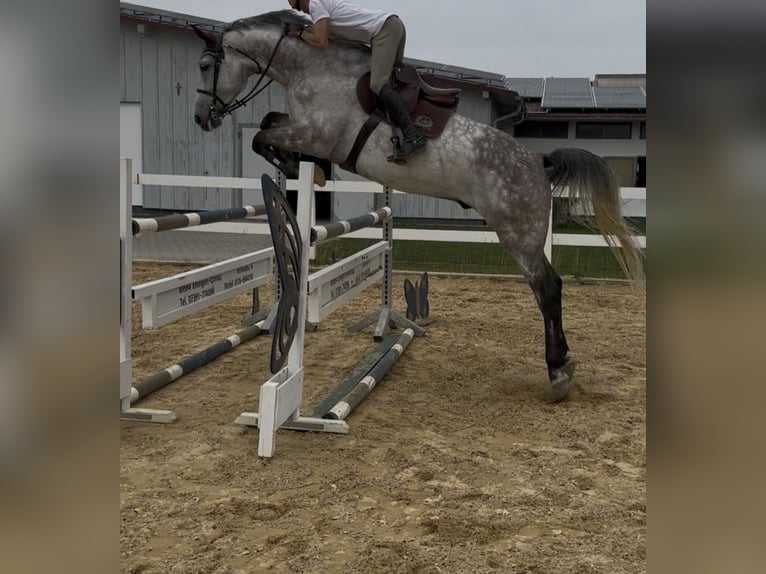 Holstein Gelding 8 years 17,2 hh Grey-Dapple in Blaubeuren