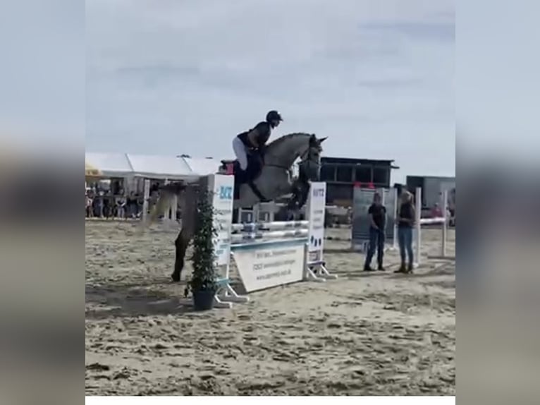 Holstein Gelding 8 years 17,2 hh Grey-Dapple in Blaubeuren