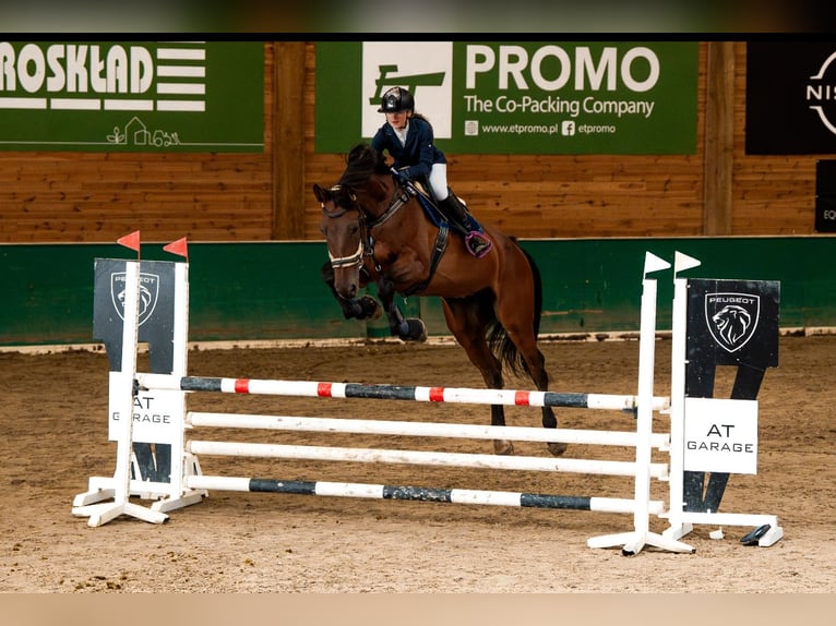 Holstein Gelding 8 years 17,3 hh Bay in Kębliny