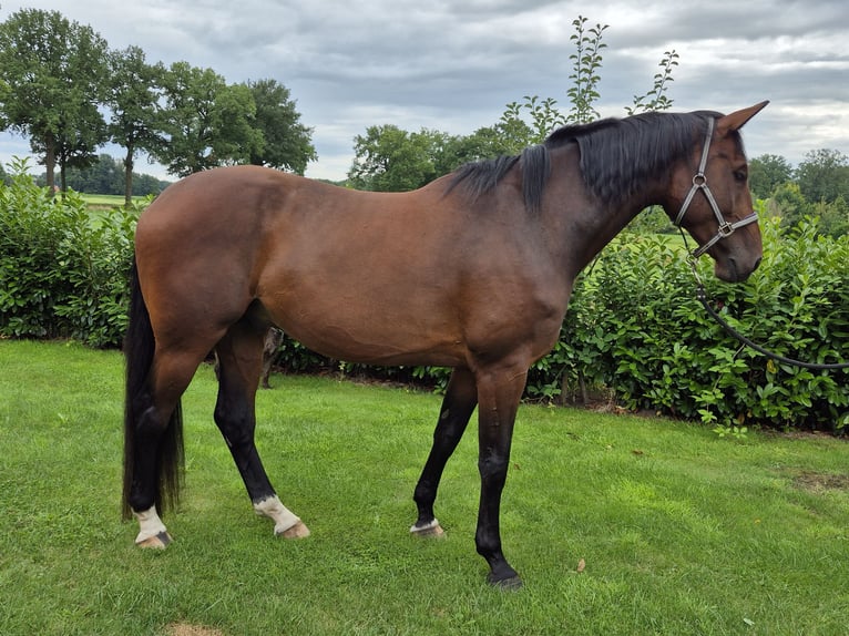 Holstein Gelding 8 years 18 hh Brown in Badbergen