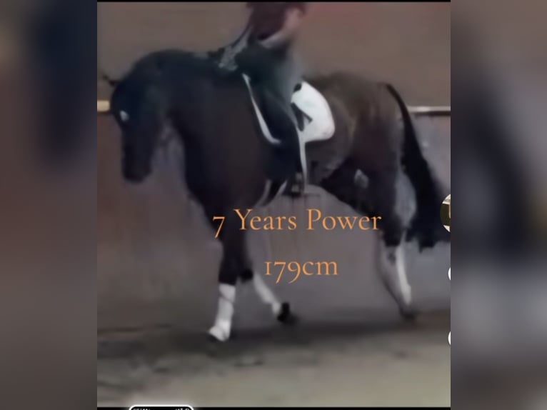 Holstein Gelding 8 years 18 hh Brown in Emmerich