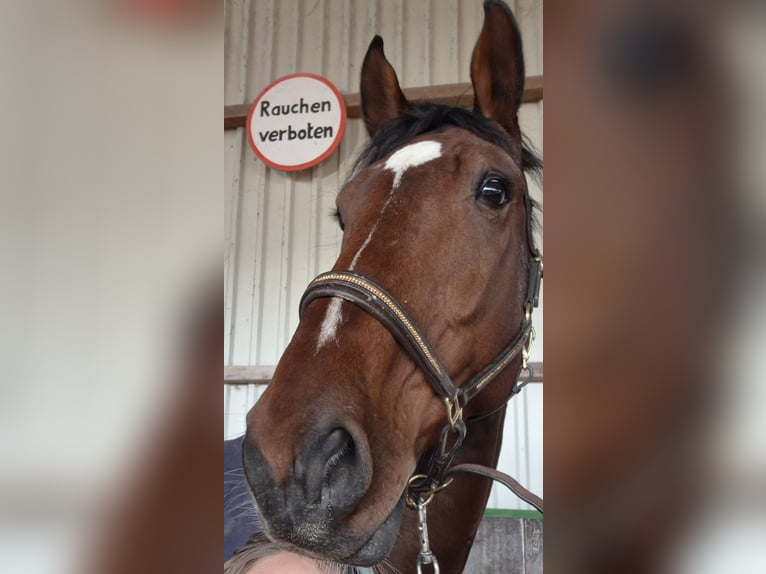 Holstein Gelding 8 years 18 hh Brown in Emmerich