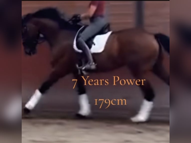 Holstein Gelding 8 years 18 hh Brown in Emmerich