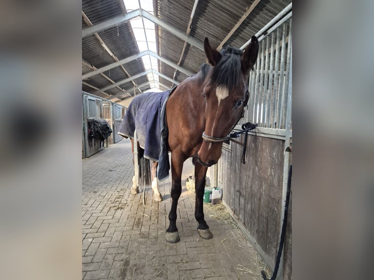 Holstein Gelding 8 years 18 hh Brown in Emmerich
