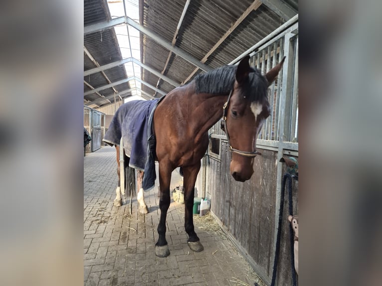 Holstein Gelding 8 years 18 hh Brown in Emmerich