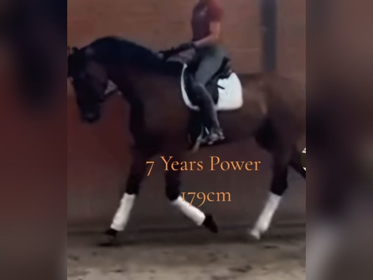 Holstein Gelding 8 years 18 hh Brown in Emmerich