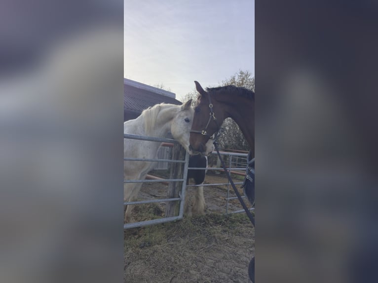 Holstein Gelding 8 years 18 hh Brown in Emmerich