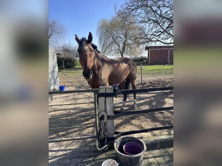 Holstein Gelding 8 years 18 hh Brown in Xanten