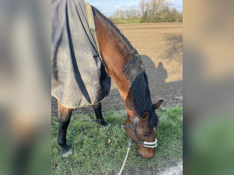 Holstein Gelding 8 years 18 hh Brown in Xanten
