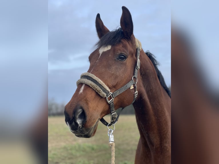 Holstein Gelding 8 years 18 hh Brown in Xanten