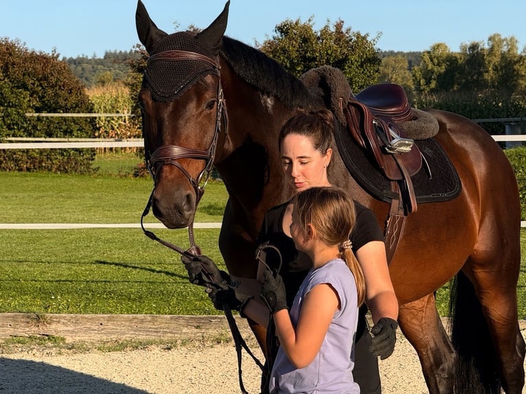 Holstein Gelding 8 years Brown in Wiesendangen