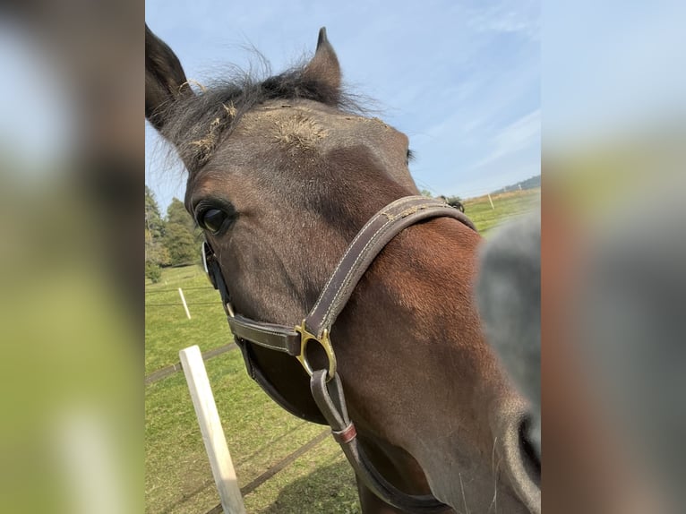 Holstein Gelding 8 years Brown in Wiesendangen