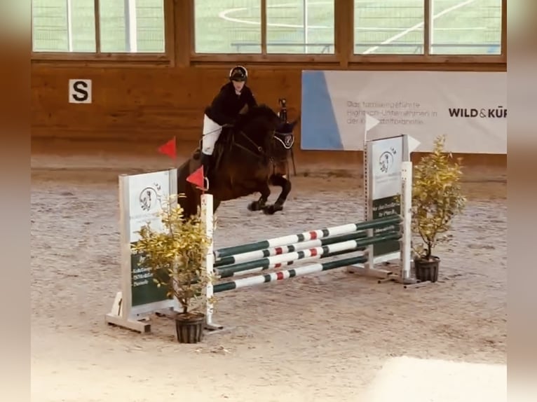 Holstein Gelding 8 years Brown in Wiesendangen