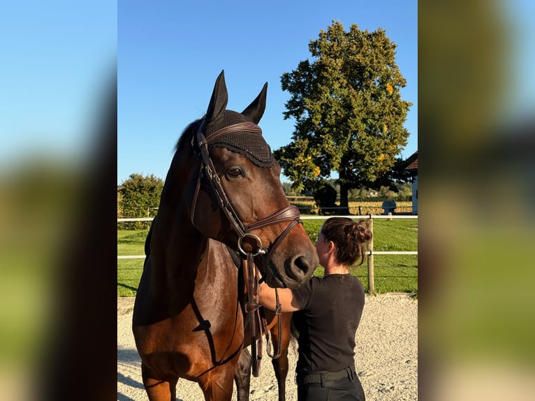 Holstein Gelding 8 years Brown in Wiesendangen