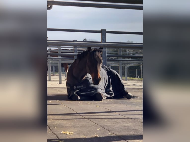Holstein Gelding 8 years Brown in Wiesendangen