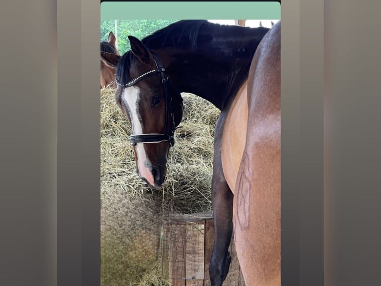 Holstein Gelding 9 years 15.3 hh Brown in Lübeck