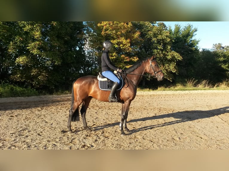 Holstein Gelding 9 years 16,1 hh Bay-Dark in Hingstheide