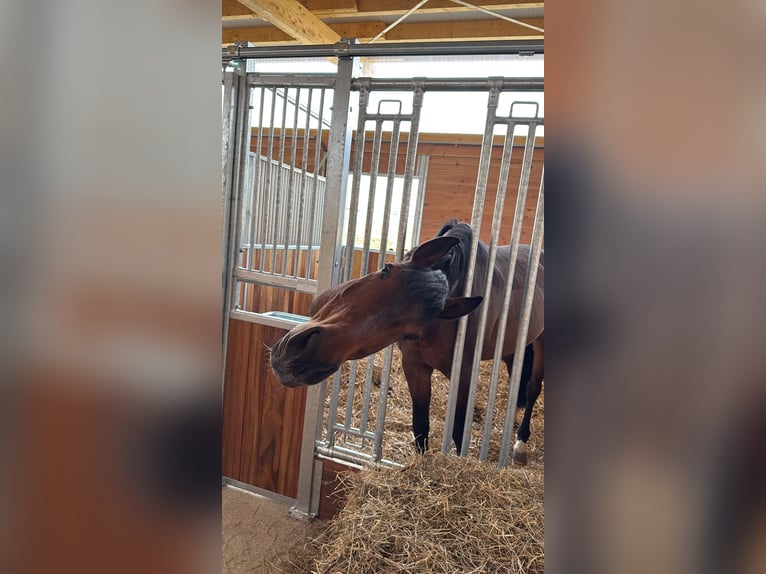 Holstein Gelding 9 years 16.1 hh Brown in Bad Marienberg