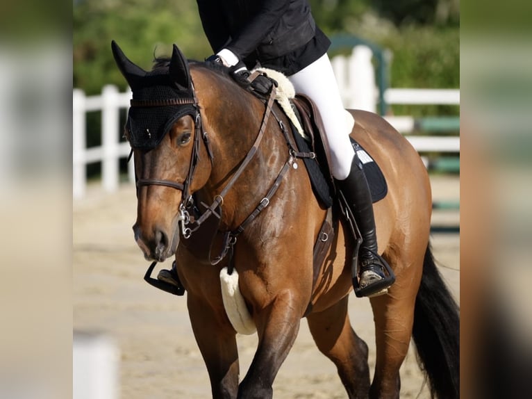 Holstein, Gelding, 9 years, 16.1 hh, Brown